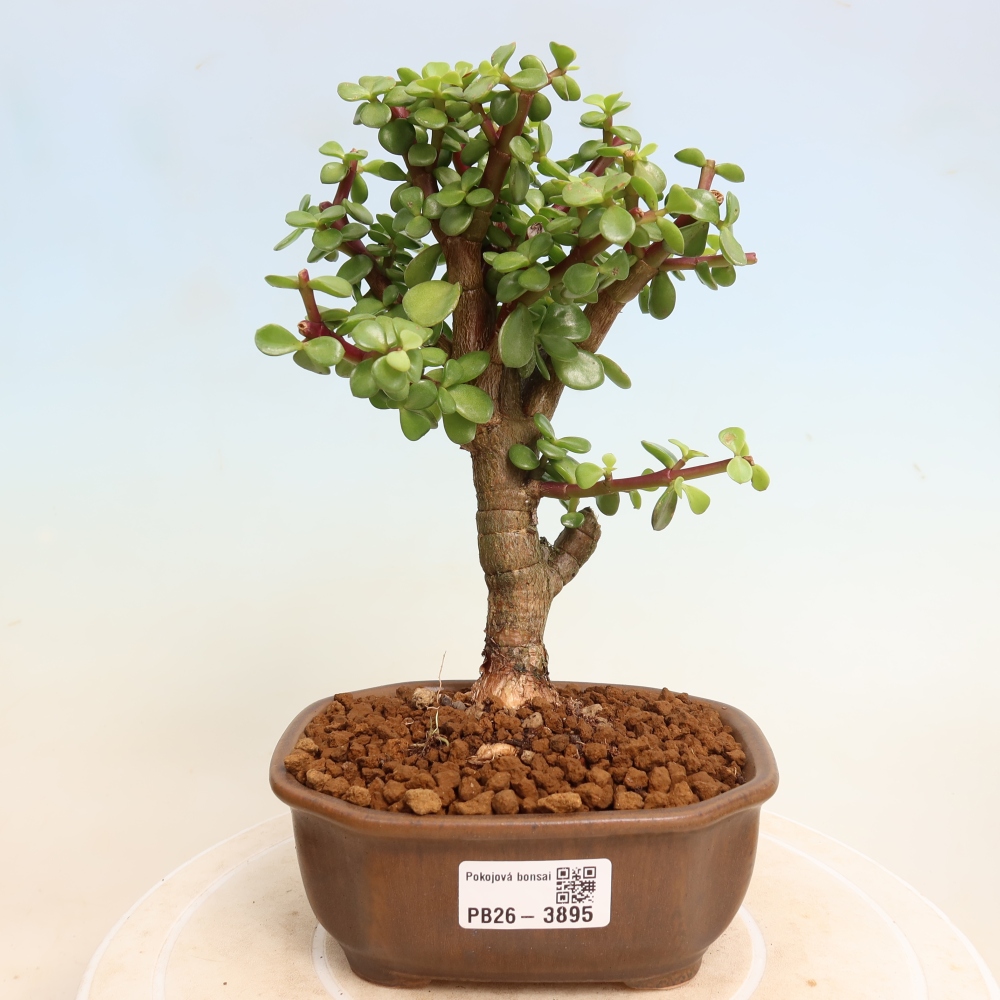 Camera bonsai - Portulakaria Afra - Tlustice