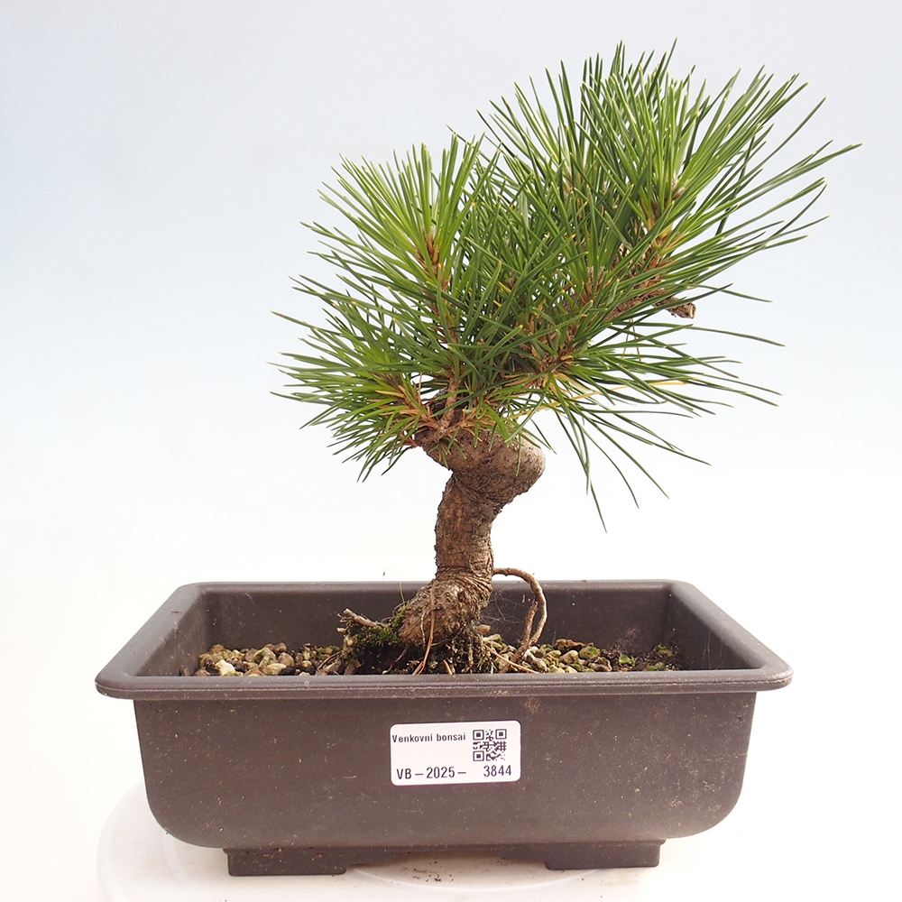 Bonsai da esterno - Pinus thunbergii - Pino di Thunberg