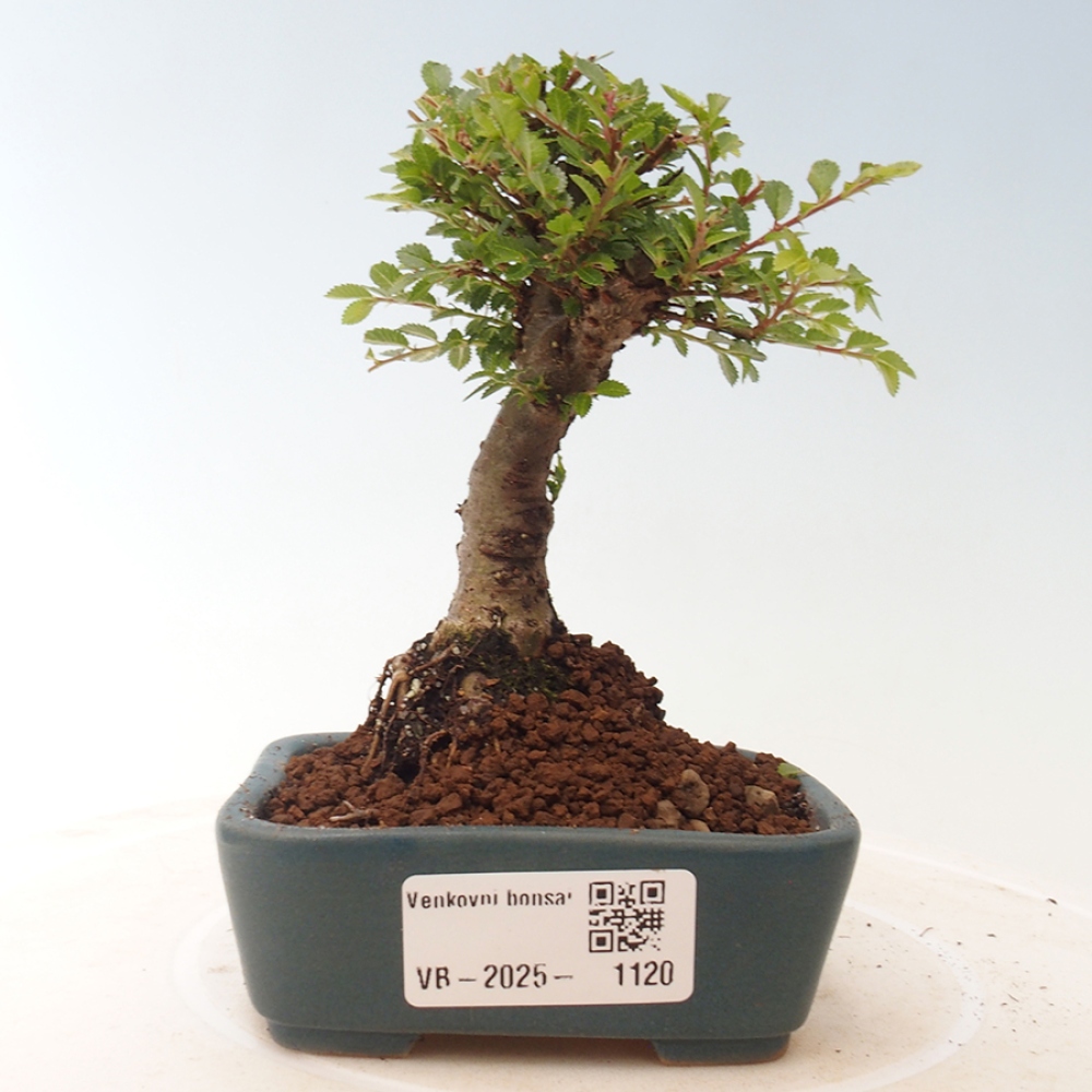 Bonsai da esterno - Ulmus parvifolia Sagei - Olmo a foglie piccole