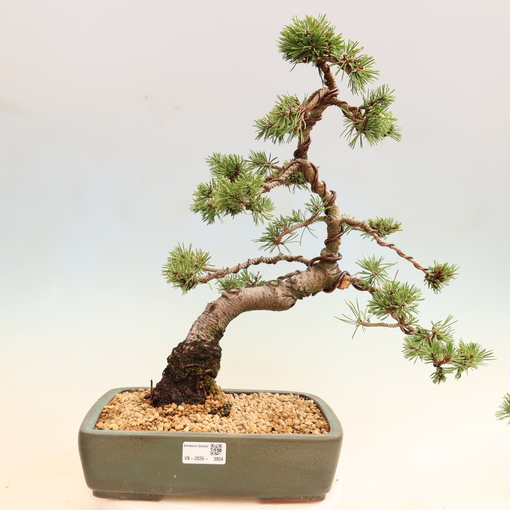 Bonsai da esterno - Pinus mugo Humpy  - Pino mugo