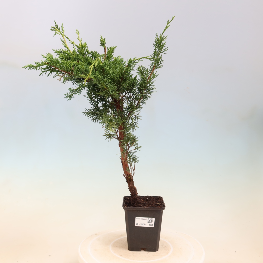 Bonsai da esterno - Juniperus chinensis Kishu