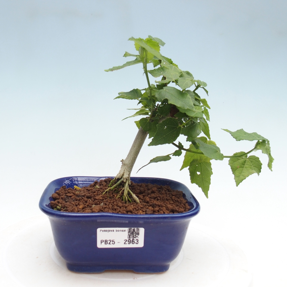 Bonsai da interno - Malvaviscus arboreus