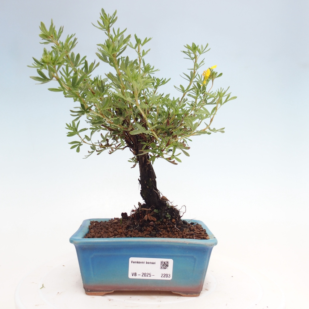 Bonsai da esterno - Potentila fruticosa yellow Bird