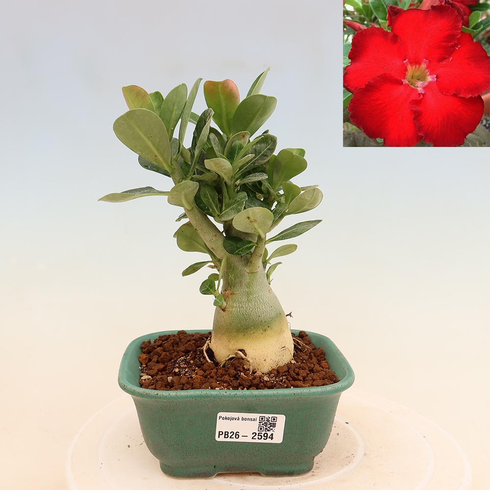 Bonsai da interno - Adenium obesum Red Star - Rosa del deserto