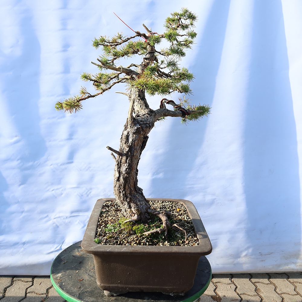 Pinus sylvestris Spagna - pino silvestre