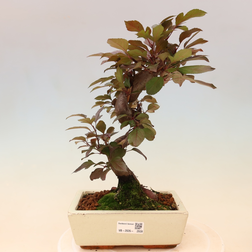 Bonsai da esterno -Malus domestica - Melo a piccoli frutti a foglie rosse