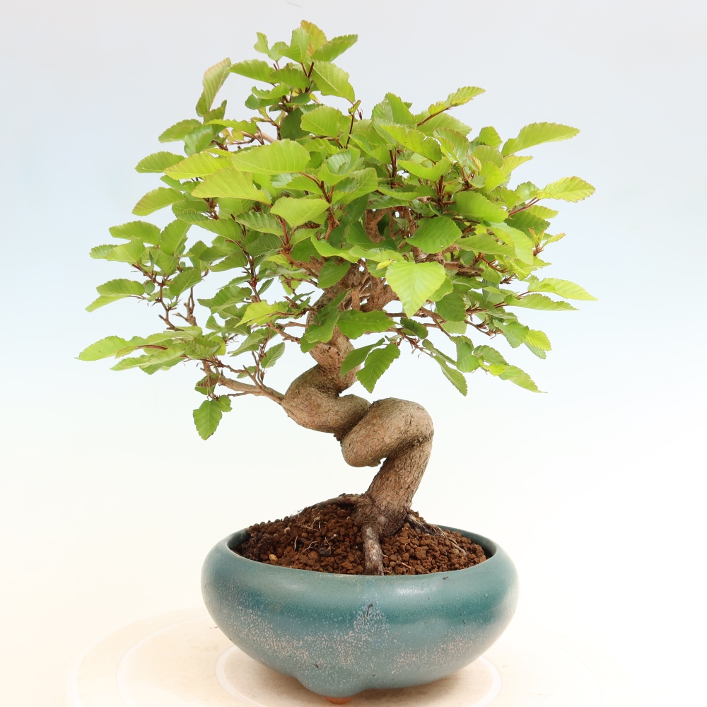 Bonsai da esterno -Carpinus Coreana - Carpino coreano