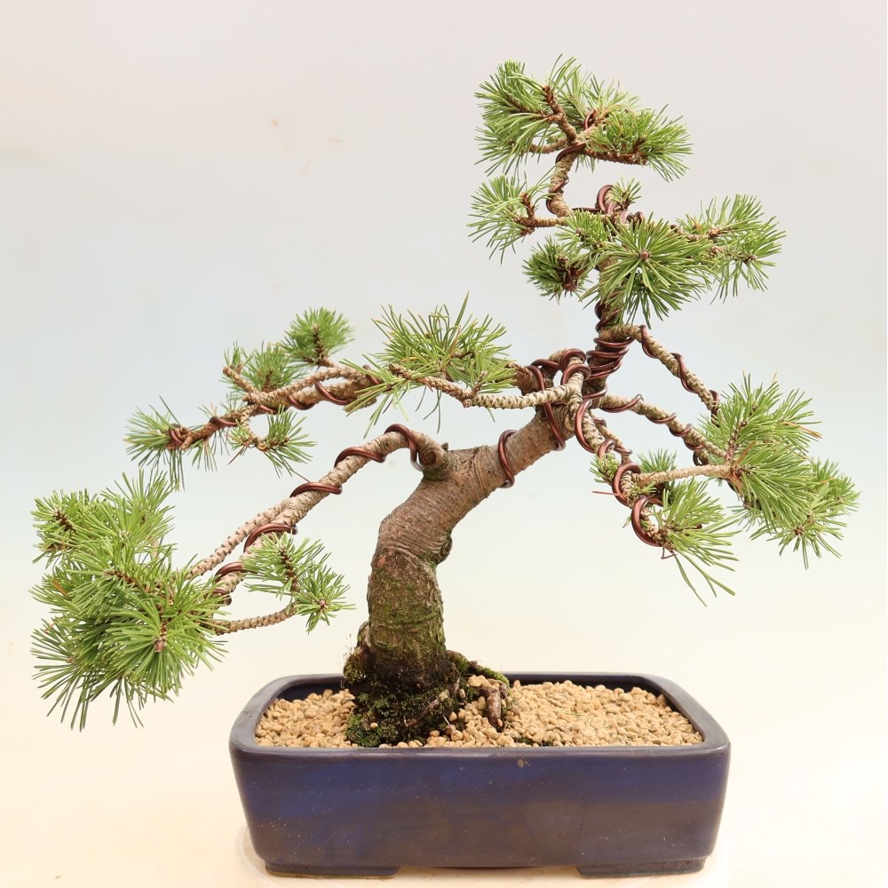 Bonsai da esterno - Pinus mugo Humpy  - Pino mugo