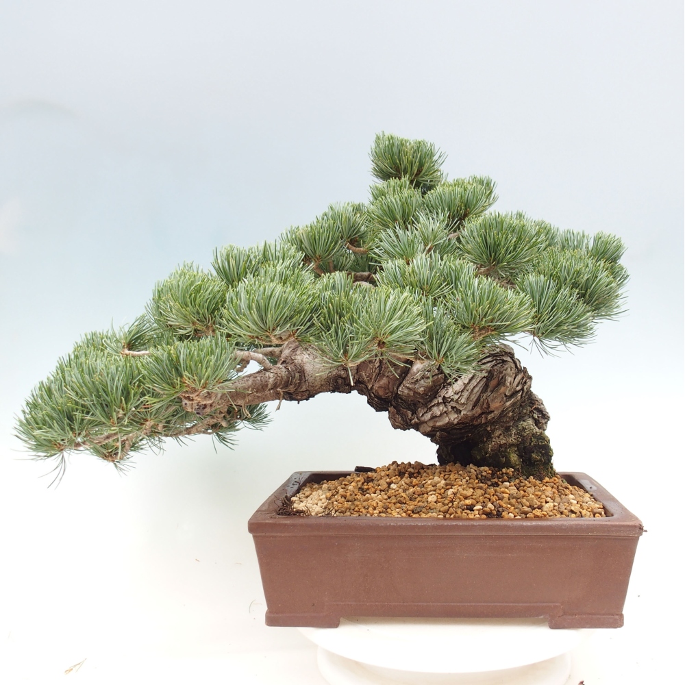 Bonsai da esterno - Pinus parviflora - Pinus parviflora