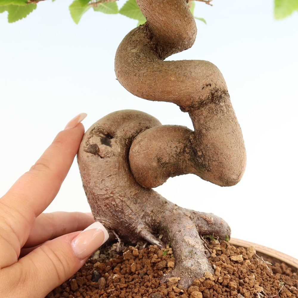 Bonsai da esterno -Carpinus Coreana - Carpino coreano