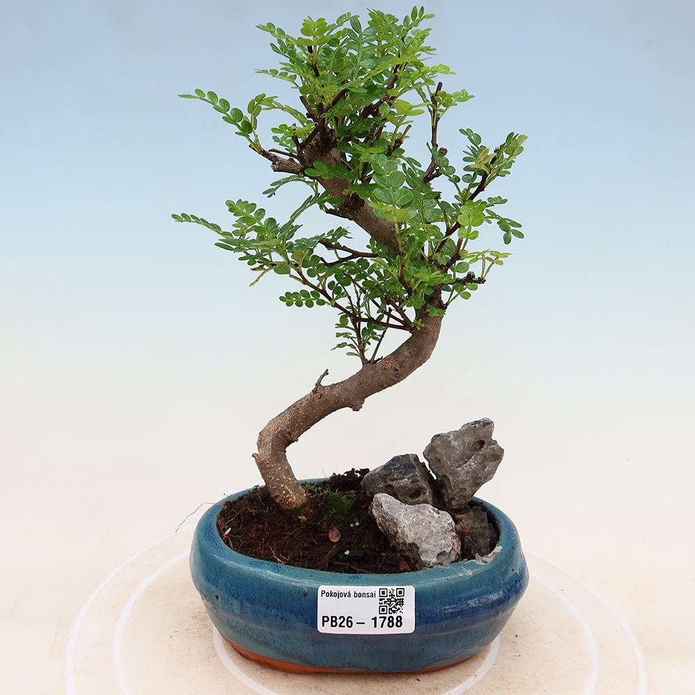 Camera bonsai - Zantoxylum piperitum - albero del pepe