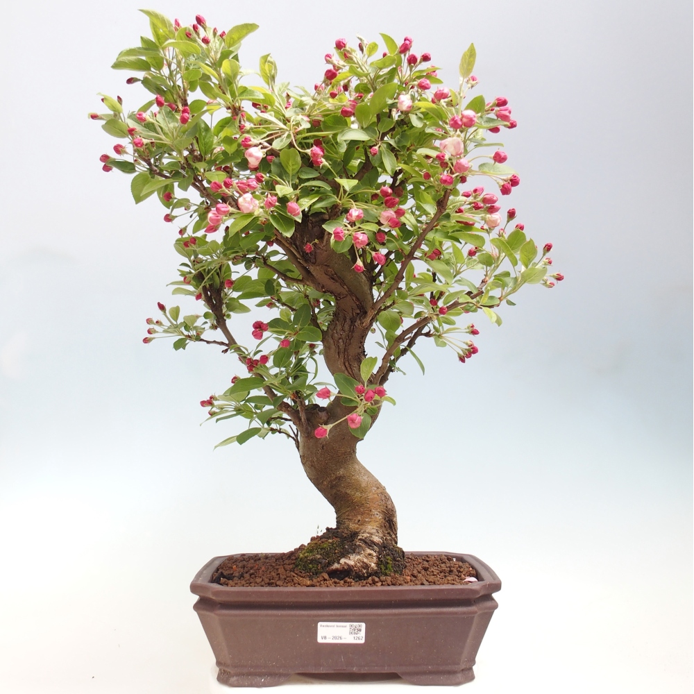 Bonsai da esterno -Malus halliana - Melo a frutto piccolo
