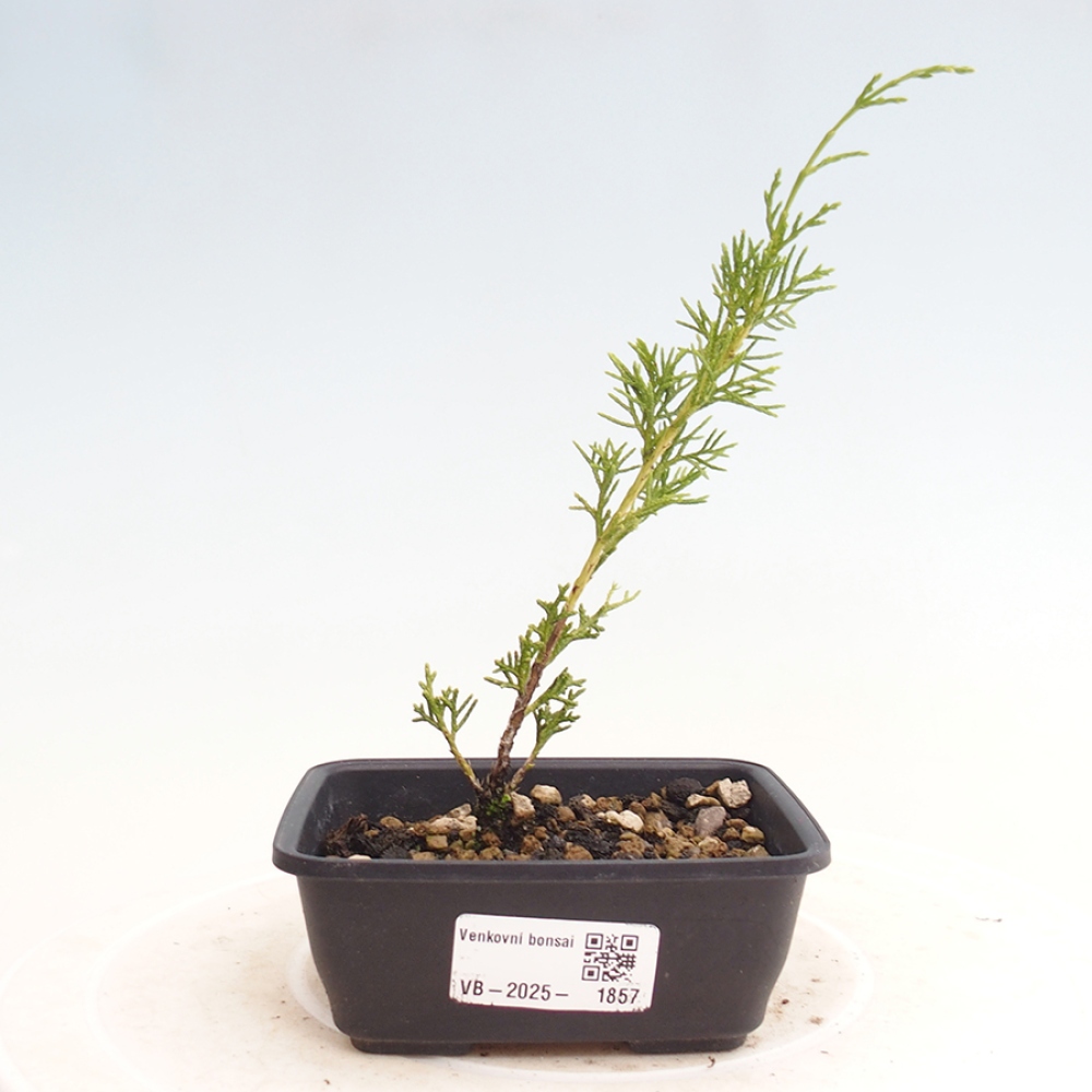 Bonsai da esterno - Juniperus chinensis Itoigawa