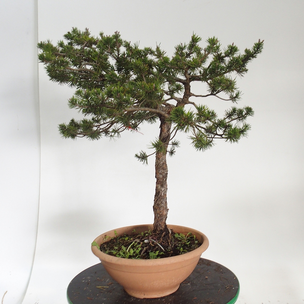 Yamadori - Pinus sylvestris Spagna