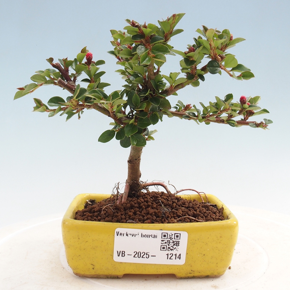 Bonsai da esterno - Cotoneaster horizontalis - Rocky Mountain