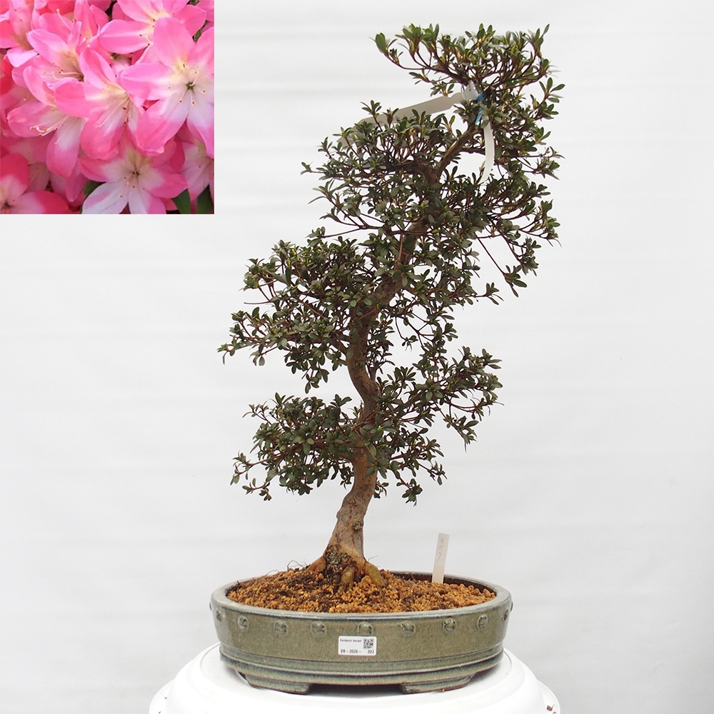 Bonsai da esterno - Azalea giapponese - Azalea Akari