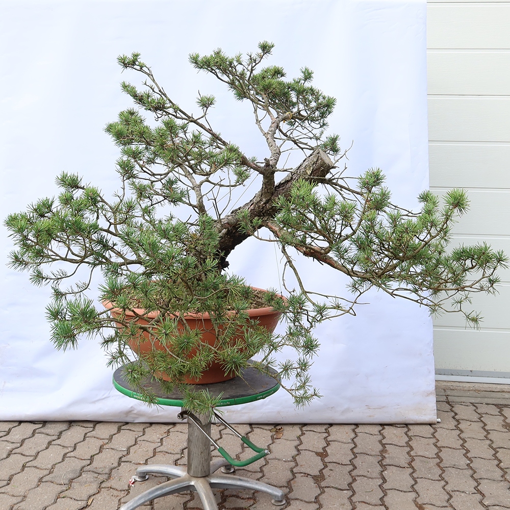 Pinus sylvestris Spagna - pino silvestre