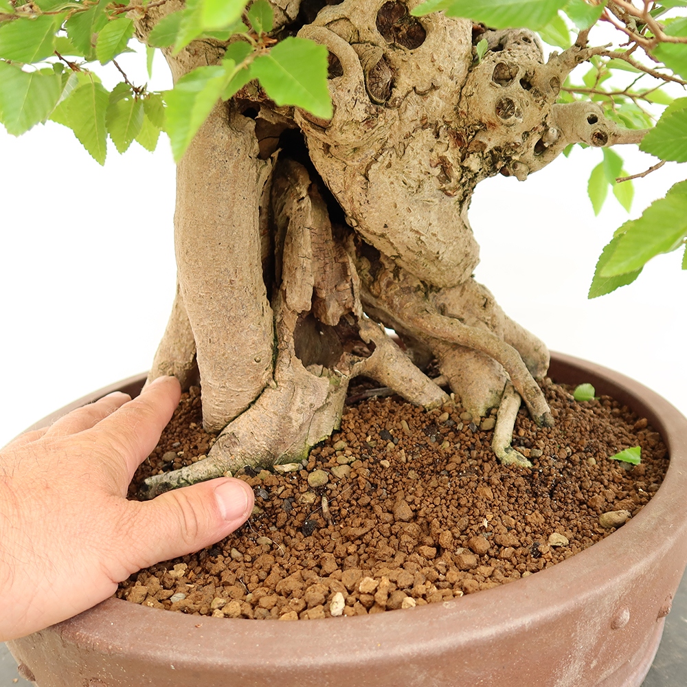 Bonsai da esterno -Carpinus Coreana - Carpino coreano