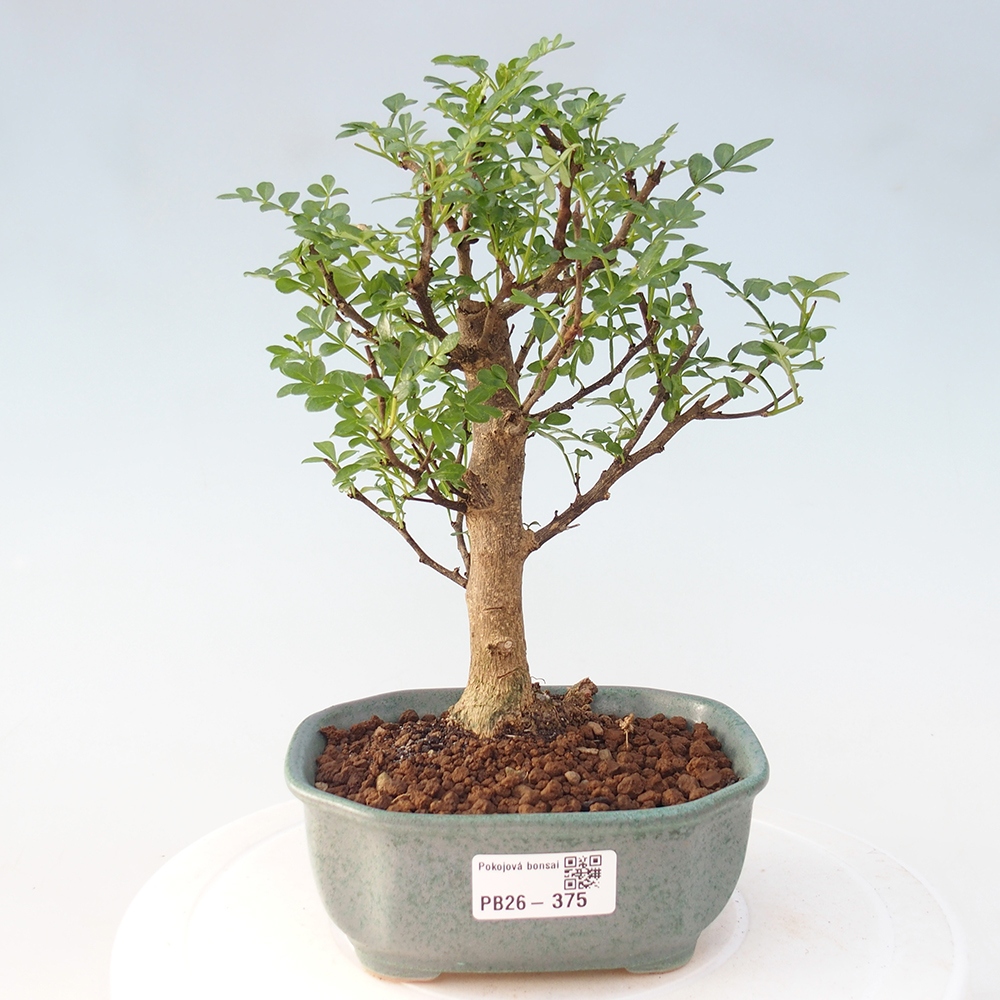 Camera bonsai - Zantoxylum piperitum - albero del pepe