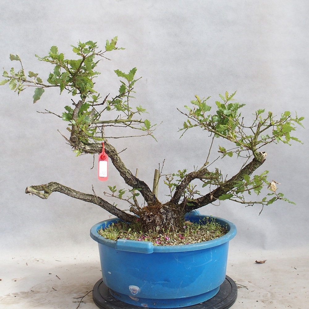 Bonsai da esterno Quercus Cerris - Quercia Cer