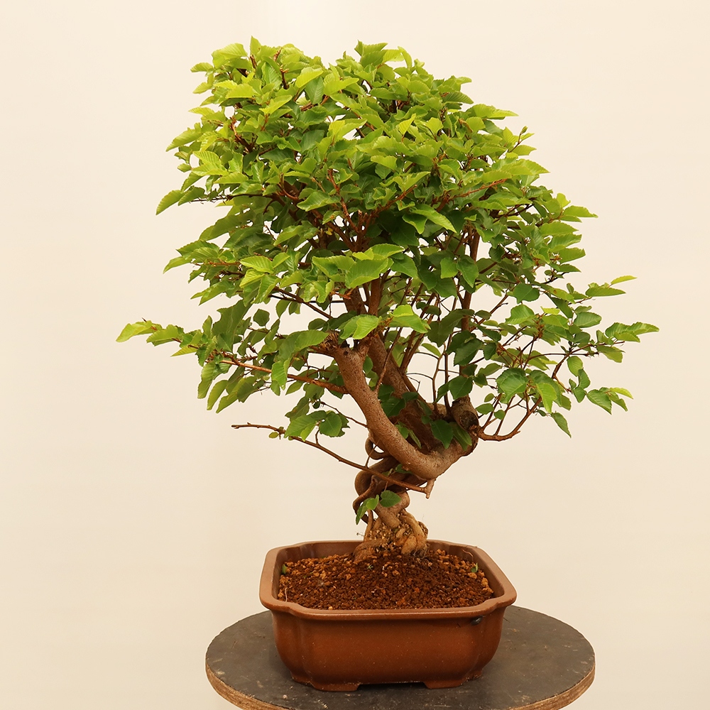 Bonsai da esterno -Carpinus Coreana - Carpino coreano