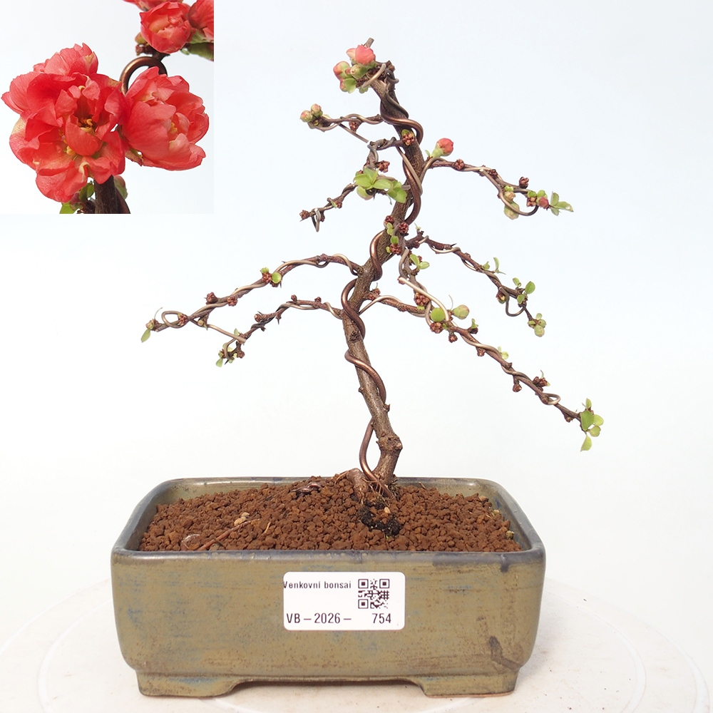 Bonsai da esterno - Chaneomeles s. Red Joy - Cotogno