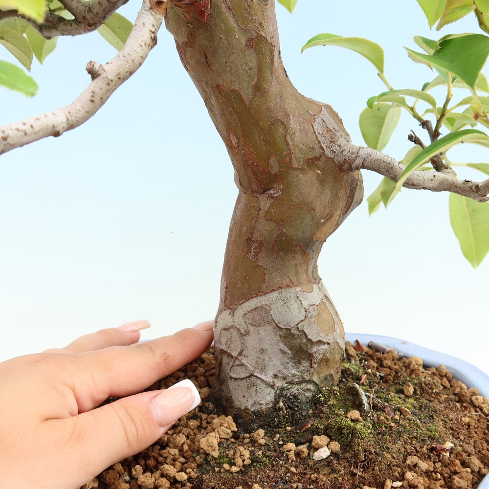 Bonsai da esterno - Pseudocydonia sinensis - Cotogno cinese