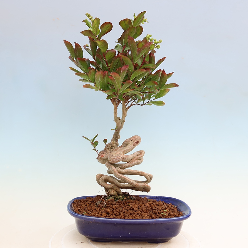 Bonsai da interno - Lagerstroemia indica - lillà indiano