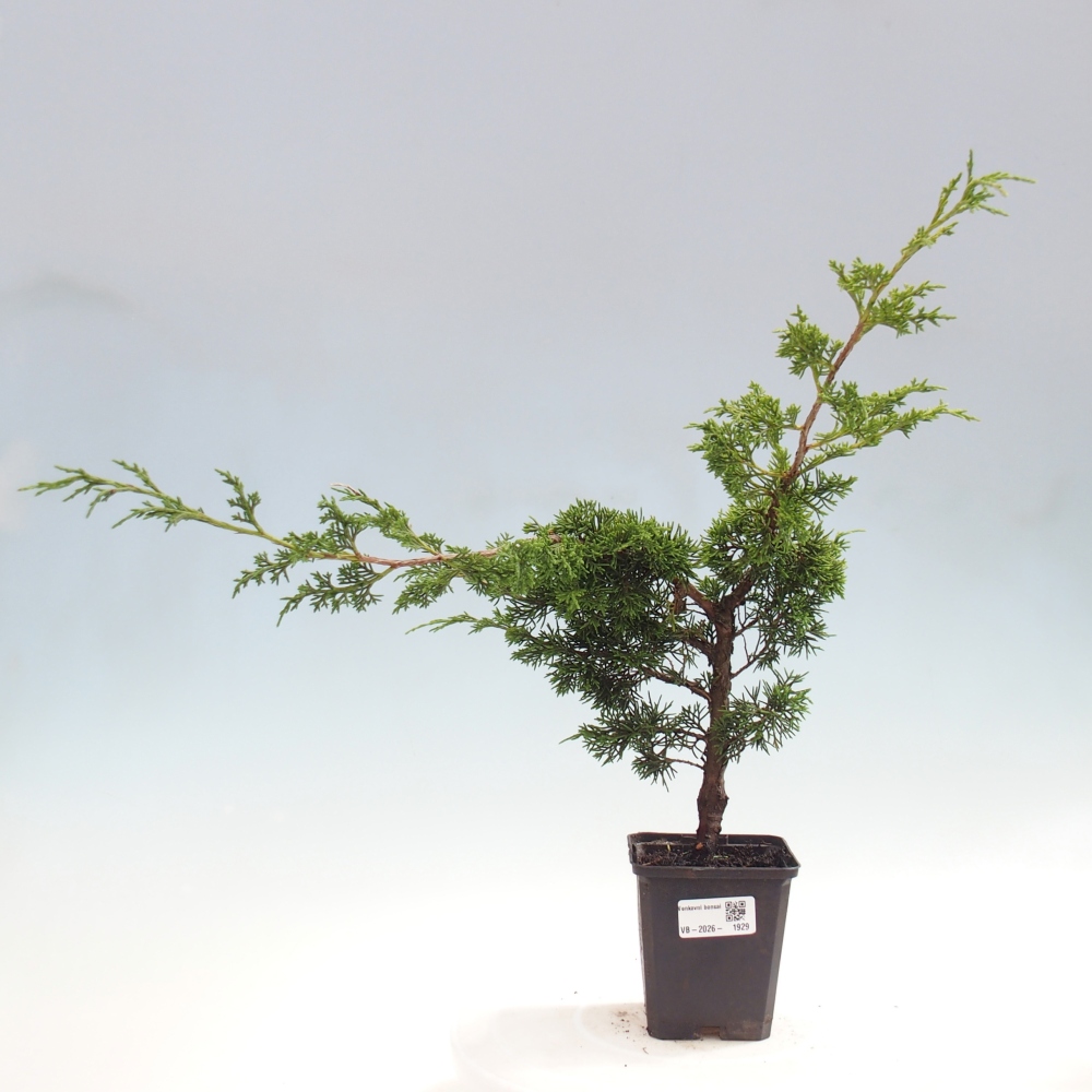 Bonsai da esterno - Juniperus chinensis Itoigawa
