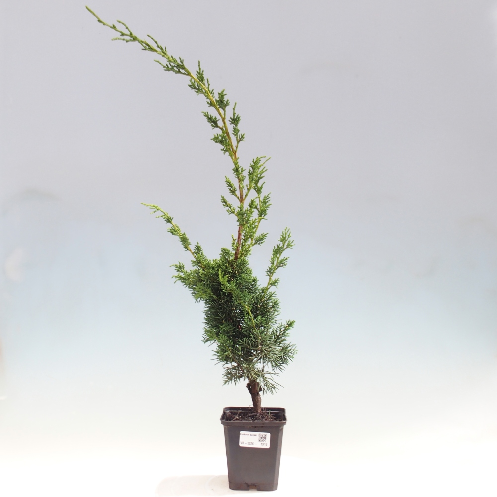 Bonsai da esterno - Juniperus chinensis Kishu