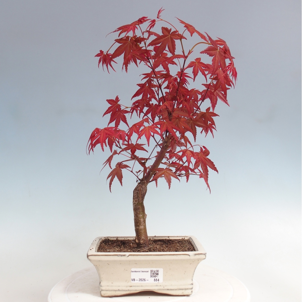 Bonsai da esterno - Acer palmatum DESHOJO