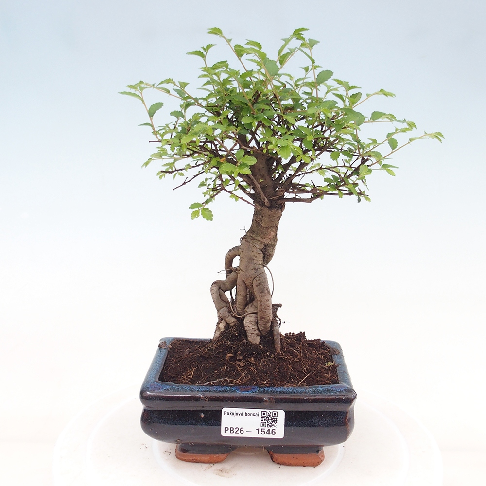 Camera bonsai - Ulmus parvifolia - Olmo a foglie piccole