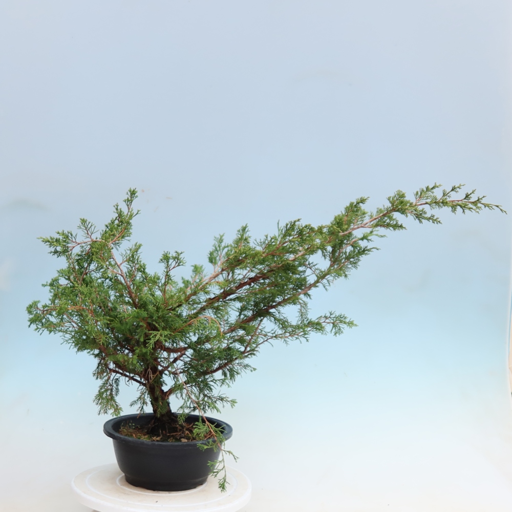 Bonsai da esterno - Juniperus chinensis Itoigawa - Ginepro cinese