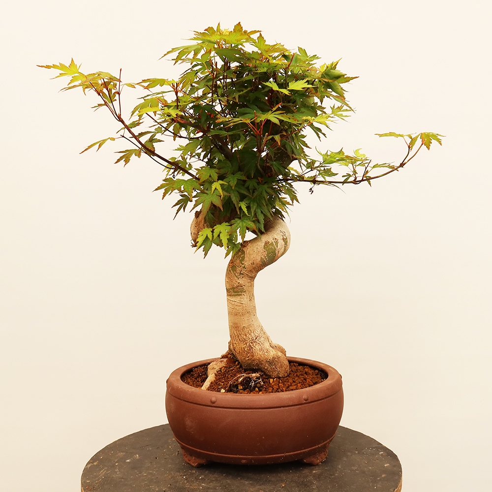 Bonsai da esterno - Acero palmatum - Palme
