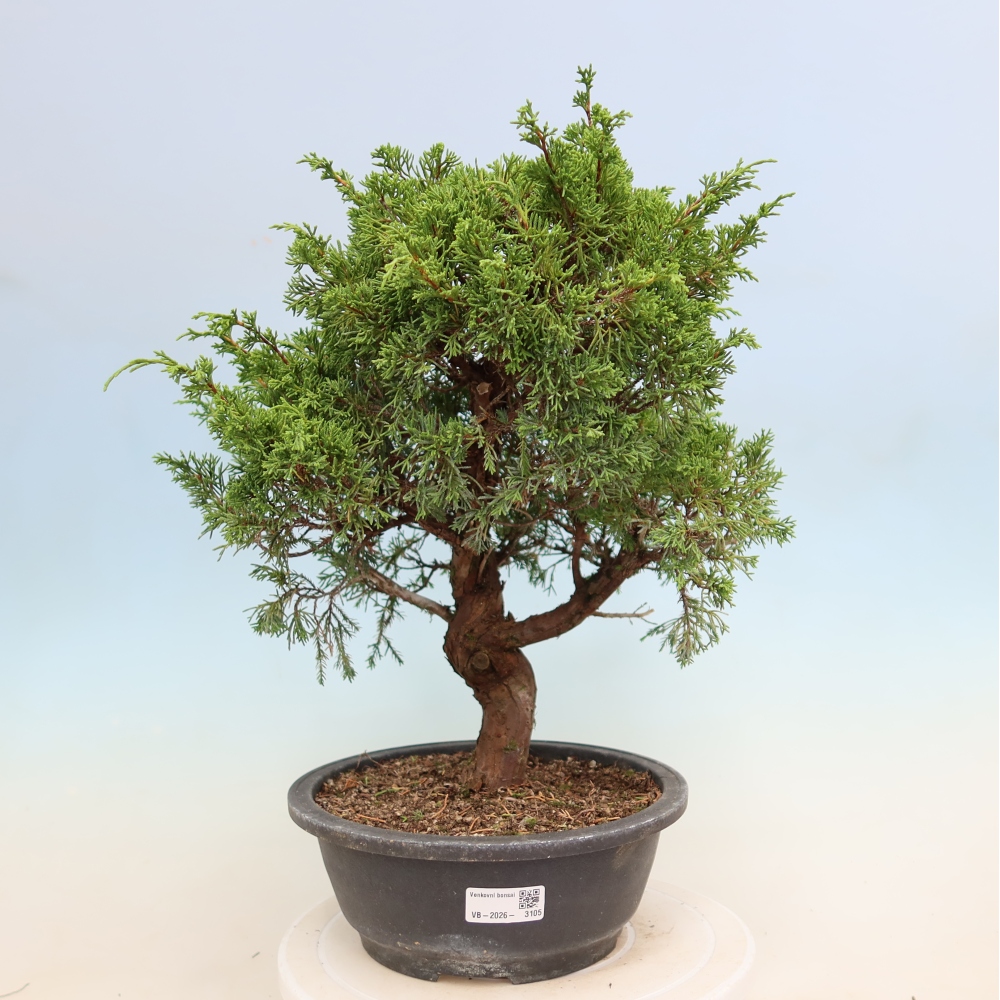Bonsai da esterno - Juniperus chinensis Itoigawa-Juniperus chinensis