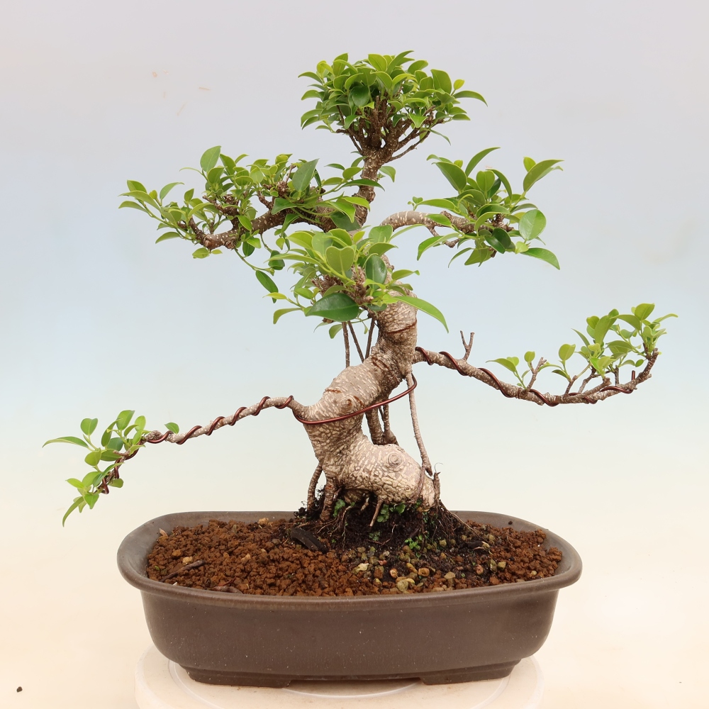 Camera bonsai - Ficus kimmen - ficus a foglie piccole