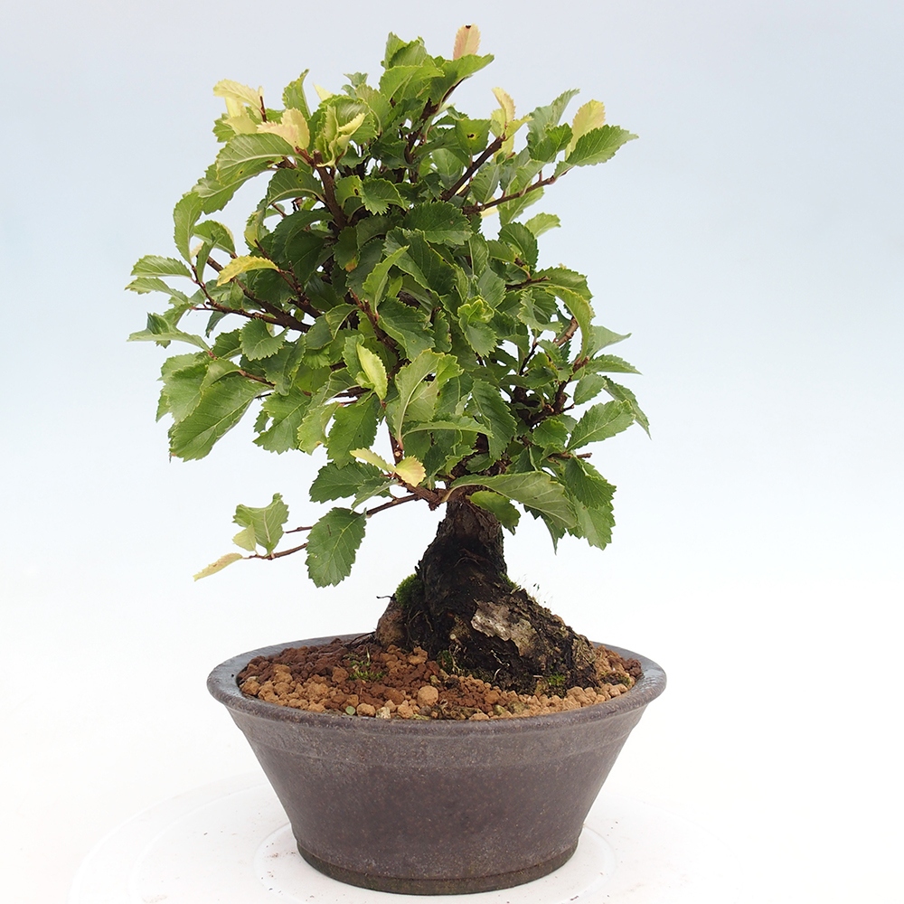 Bonsai da esterno - Zelkova - Zelkova NIRE
