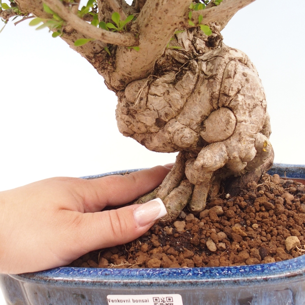 Bonsai da esterno - Berberis coreana