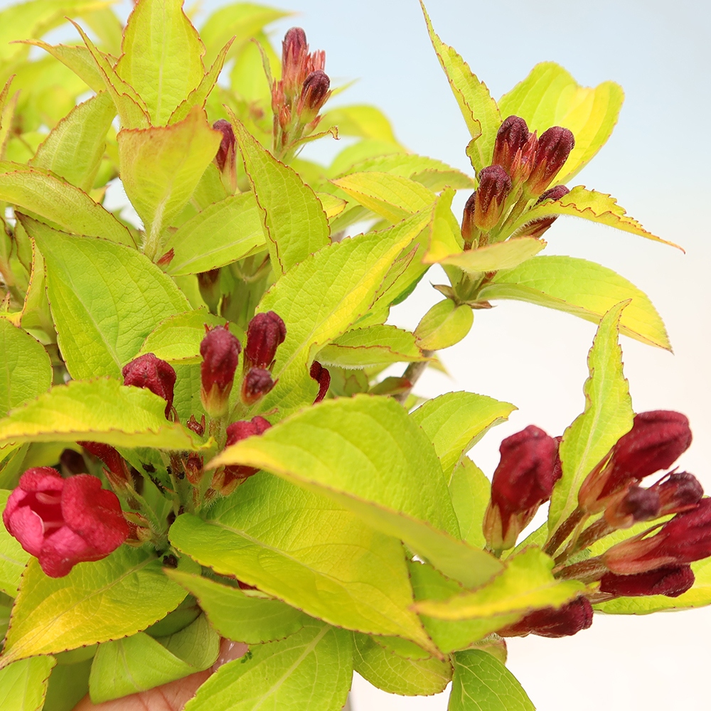 Bonsai da esterno - Weigela subsessilis - Weigela coreana