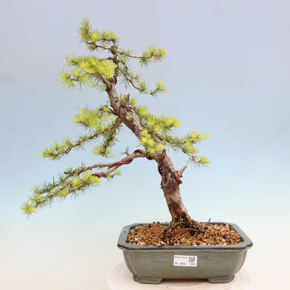Bonsai da esterno -Larix decidua - Larice