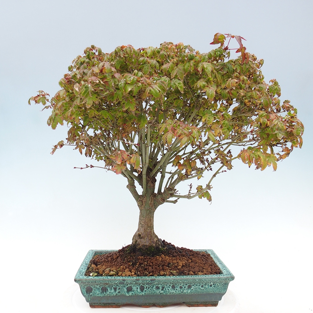 Acer palmatum KIOHIME - Acero palmato