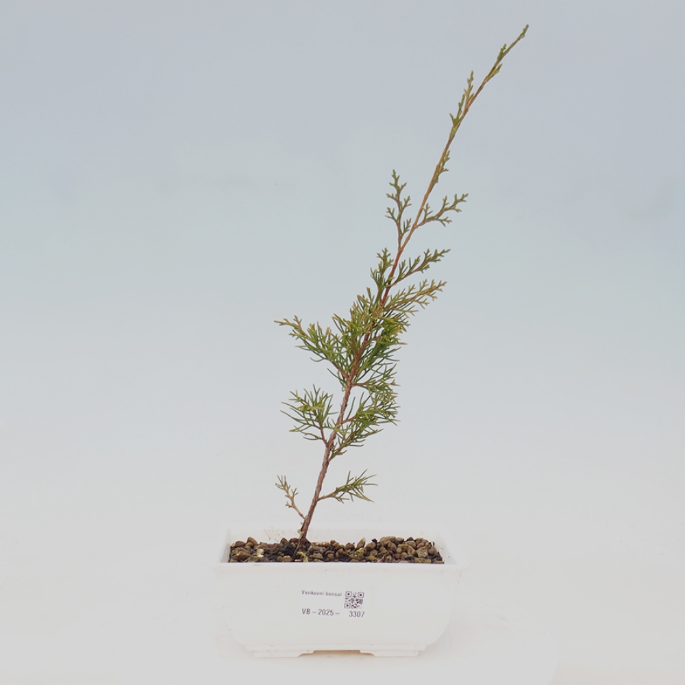 Bonsai da esterno - Juniperus chinensis Itoigawa