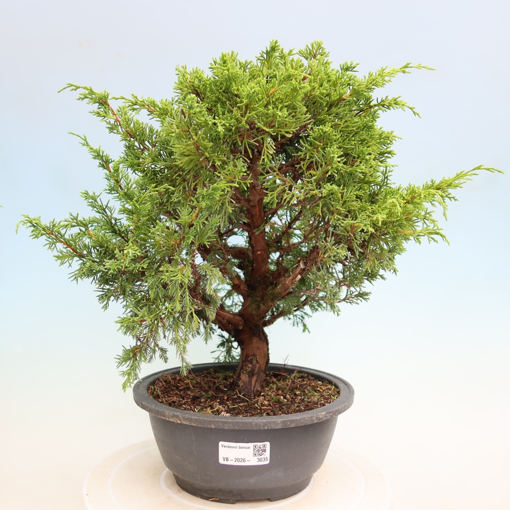 Bonsai da esterno - Juniperus chinensis Itoigawa-Juniperus chinensis