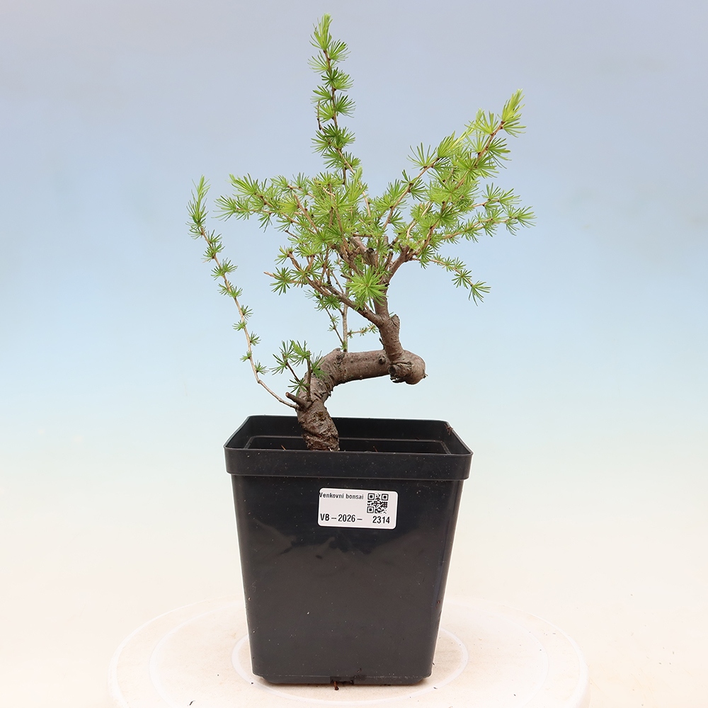 Bonsai da esterno -Larix decidua - Larice