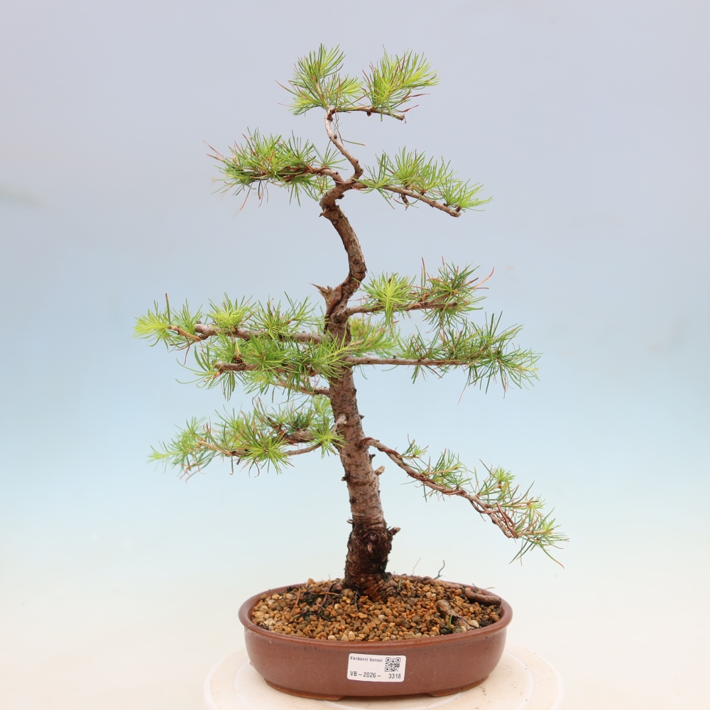 Bonsai da esterno -Larix decidua - Larice