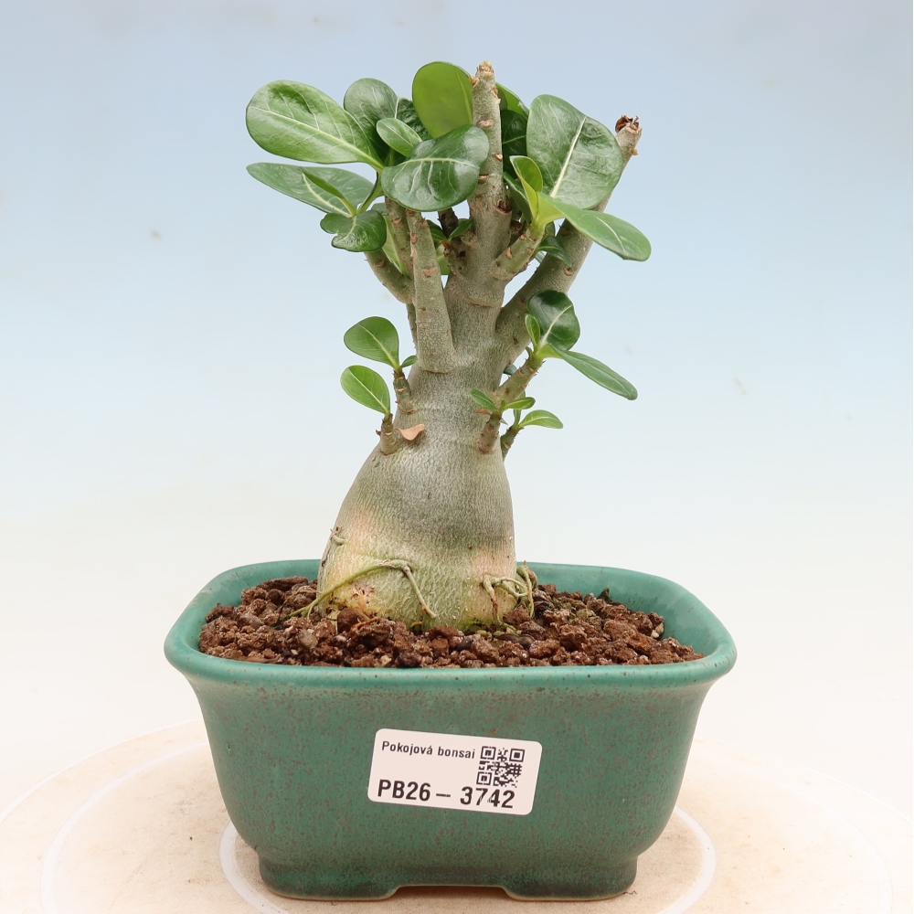 Bonsai da interno - Adenium obesum Red Star - Rosa del deserto