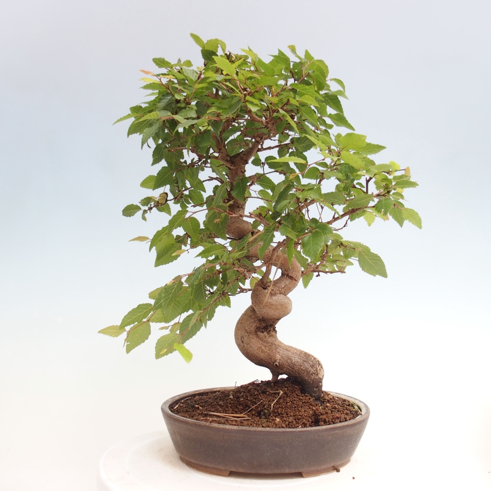 Bonsai da esterno -Carpinus CARPINOIDES - Carpino coreano