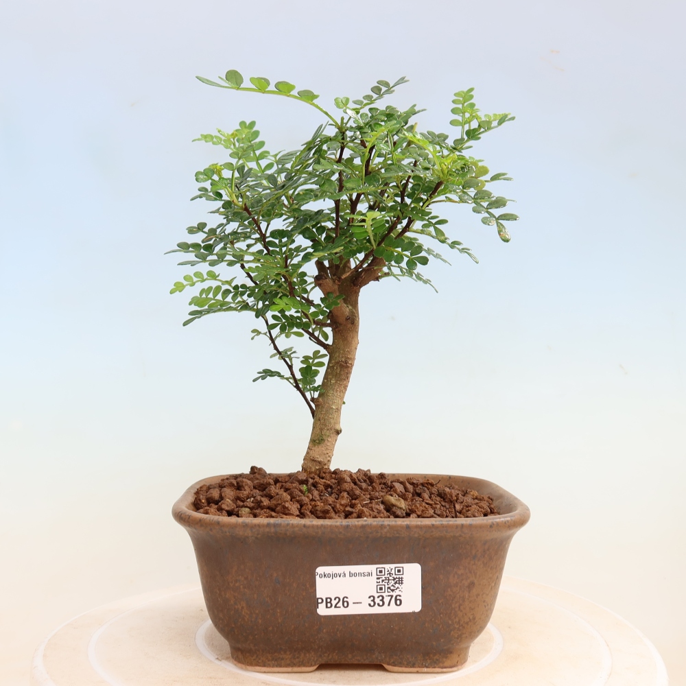 Camera bonsai - Zantoxylum piperitum - albero del pepe