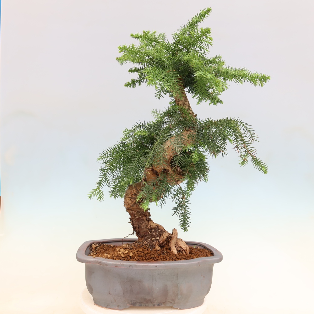 Bonsai da camera - Araucaria - Abete da camera