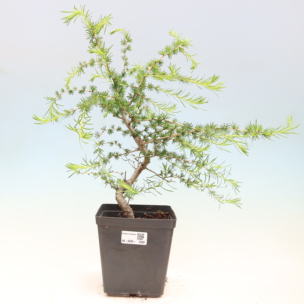 Bonsai da esterno -Larix decidua - Larice